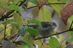 Noordse boszanger Friesland 28-10-2015