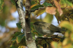 Noordse boszanger Friesland 29-10-2015