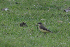 Noordse kwikstaart, ♀  Groningen-kust 13-5-2024