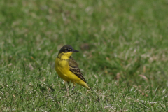 Noordse kwikstaart, ♂  Groningen-kust 13-5-2024