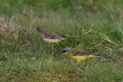 Noordse kwikstaart, ♂ en ♀  1-Zuidlaardermeergebied 5-5-2022