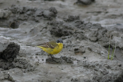 Noordse kwikstaart, ♂  2 Lauwersmeer 29-5-2010