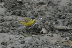 Noordse kwikstaart, ♂  Lauwersmeer 29-5-2010