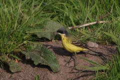 Noordse kwikstaart, ♂ -Zuidlaardermeergebied 5-5-2022