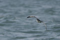 Noordse pijlstormvogel 15-Noordzee 23-9-2007