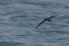 Noordse pijlstormvogel 2-Noordzee 23-9-2007