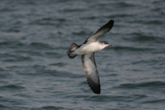 Noordse pijlstormvogel 5-Noordzee 23-9-2007