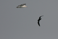 Noordse pijlstormvogel 7-Noordzee 23-9-2007