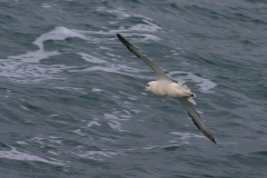 Noordse stormvogel 1-Noordzee 5-11-2017