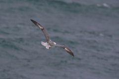 Noordse stormvogel 2-Noordzee 5-11-2017