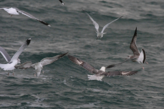 Noordse stormvogel 3-Noordzee 5-11-2017