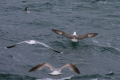 Noordse stormvogel-Noordzee 5-11-2017