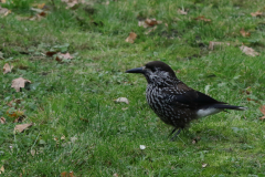 Notenkraker 11-Gelderland 22-11-2018