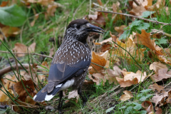 Notenkraker 3-Gelderland 22-11-2018 b