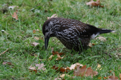 Notenkraker 7-Gelderland 22-11-2018