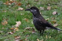 Notenkraker 8-Gelderland 22-11-2018 b