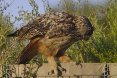 Oehoe, ws. ontsnapt, prob. escape Lauwersmeer 14-8-2013 b