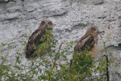 Oehoe,juv. 2 Gelderland 10-6-2020 b