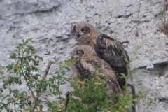 Oehoe,juv. Gelderland 10-6-2020 b