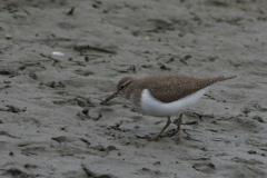 Oeverloper 1-Lauwersmeer 4-5-2014