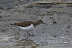 Oeverloper 1 Texel 6-10-2019 b