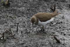 Oeverloper, juv. 1 Zuidlaardermeergebied 10-9-2018