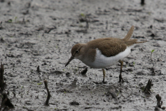 Oeverloper, juv. 2 Zuidlaardermeergebied 10-9-2018