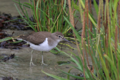 Oeverloper, juv.. Groningen-kust 13-8-2014