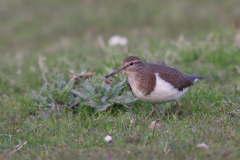 Oeverloper 2-Lauwersmeer 15-5-2010