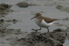 Oeverloper 2-Lauwersmeer 4-5-2014