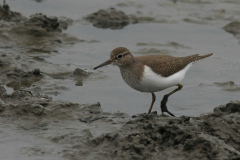 Oeverloper 3-Lauwersmeer 4-5-2014