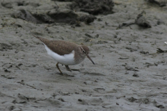 Oeverloper-Lauwersmeer 4-5-2014