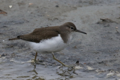 Oeverloper Texel 6-10-2019