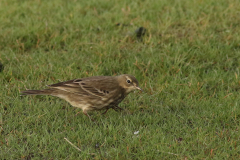 Oeverpieper 2 Friesland-kust 22-11-2020