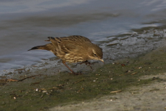 Oeverpieper 3 Friesland-kust 22-11-2020