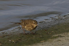 Oeverpieper 4 Friesland-kust 22-11-2020