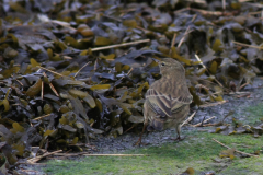 Oeverpieper-Lauwersoog 22-10-2014