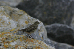 Oeverpieper-Schiermonnikoog 24-10-2015