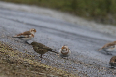 Oeverpieper en Sneeuwgors Friesland-kust 30-12-2022