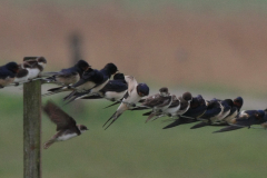 Boeren- en Oeverzwaluw Lauwersmeer 25-4-2015