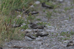 Oeverzwaluw 2-Zuidlaardermeergebied 7-8-2019