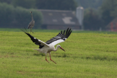 Ooievaar Groningen-prov. 22-8-2011