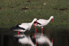 Ooievaar-Hortus Haren 4-3-2022