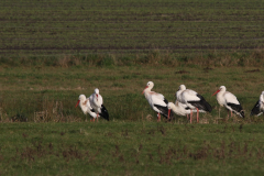 Ooievaar-Overijssel 19-1-2020