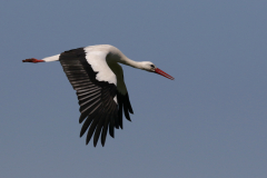 Ooievaar-Zuidlaardermeergebied 20-4-2019