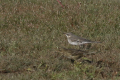 Mogelijk Oostelijke gele kwikstaart spec. 1e kj. en Oeverpieper-Texel 16-10-2022