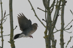 Oosterse tortel 5-Friesland 24-1-2010