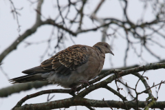 Oosterse tortel-Friesland 2-2-2020