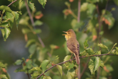 Orpheusspotvogel 1-Drenthe 22-5-2017