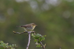 Orpheusspotvogel 1-Lauwersmeer 29-5-2021